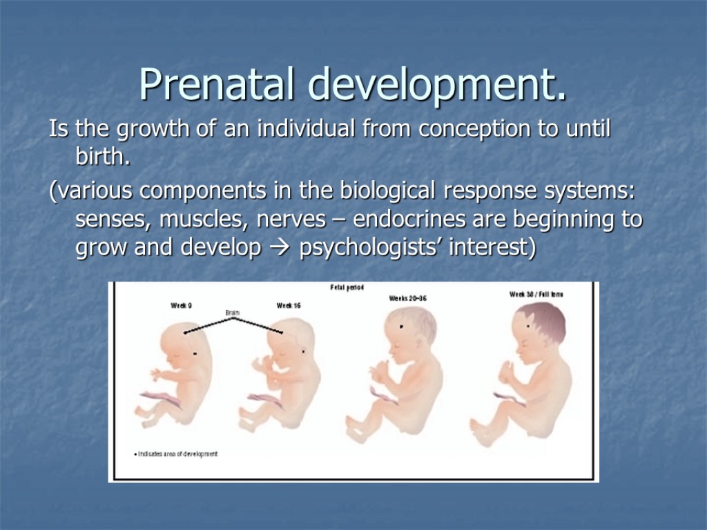 Psychology And Human Development Lecture 2 Prenatal Development 